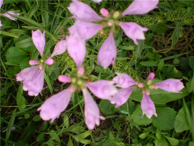cvijet